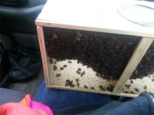 bee5.jpg