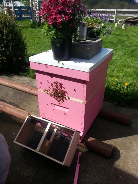 bee11.jpg