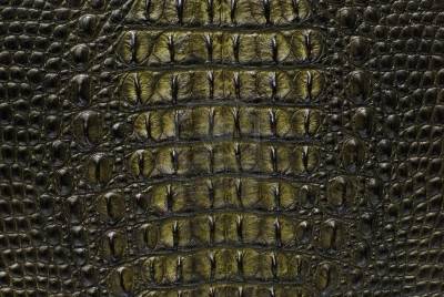 10309635-freshwater-crocodile-bone-skin-texture-background.jpg