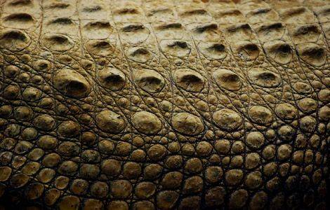 croc-skin_19969_600x450.jpg