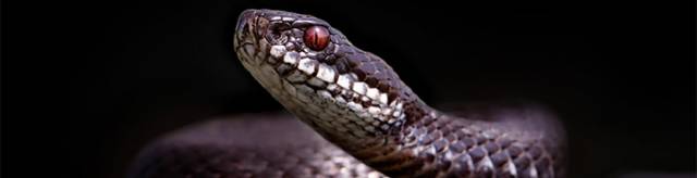 Beru_Snake_2.jpg