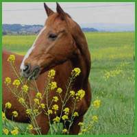 khida_spring_513.jpg