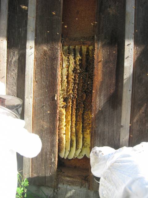 hive.jpg