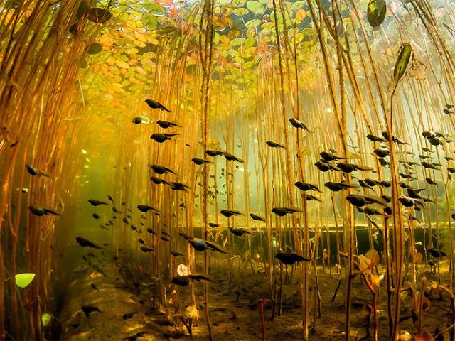 frogsunderwater.jpg