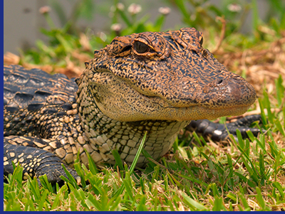 Small-Alligator_Avery-Island.png