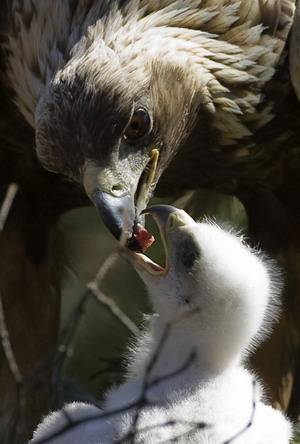 eagle and chick.jpg