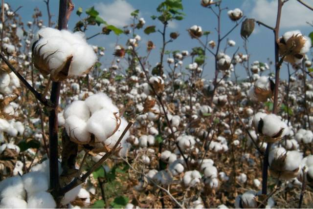 display-panel-pictures-cotton-farm.jpg
