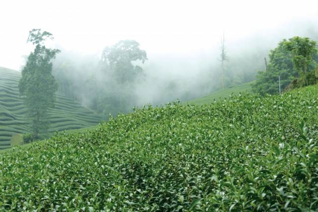 green-tea-leaves-2-1024x6821.jpg
