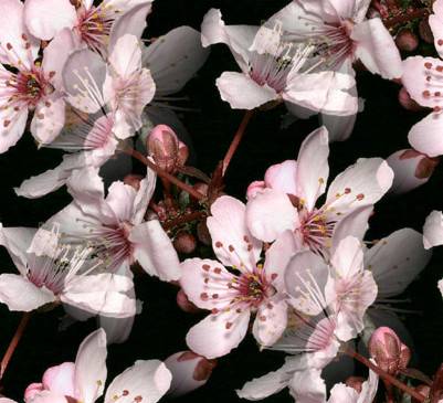 cherry_blossom_black_400.jpg