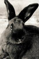 Toril's Animal2.jpg