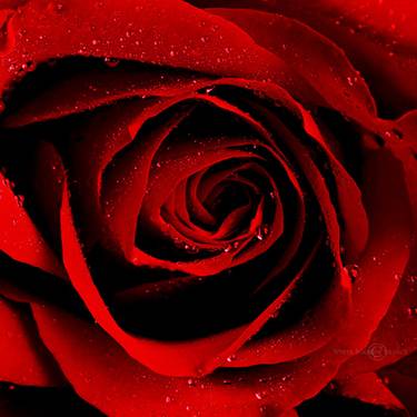 Red_Summer____by_WhiteBook.jpg