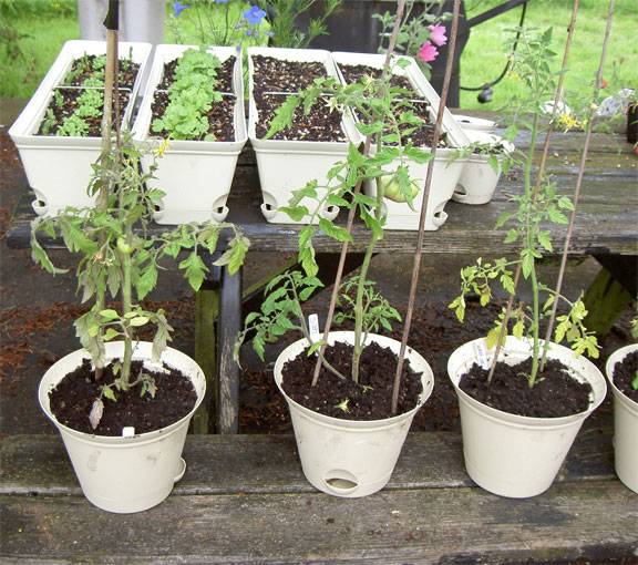 garden6.jpg