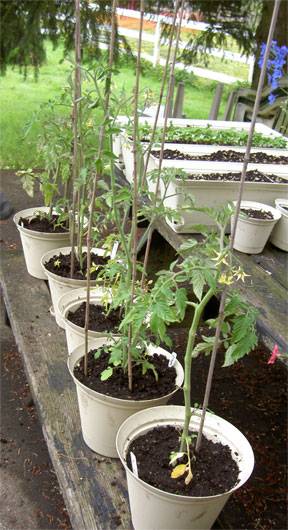 garden7.jpg