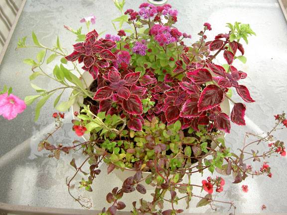 garden2.jpg