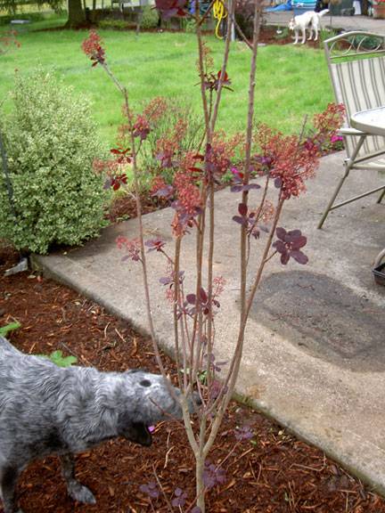 garden9.jpg