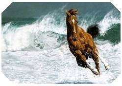 horse.jpg