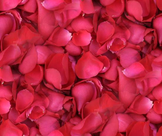 roses.jpg