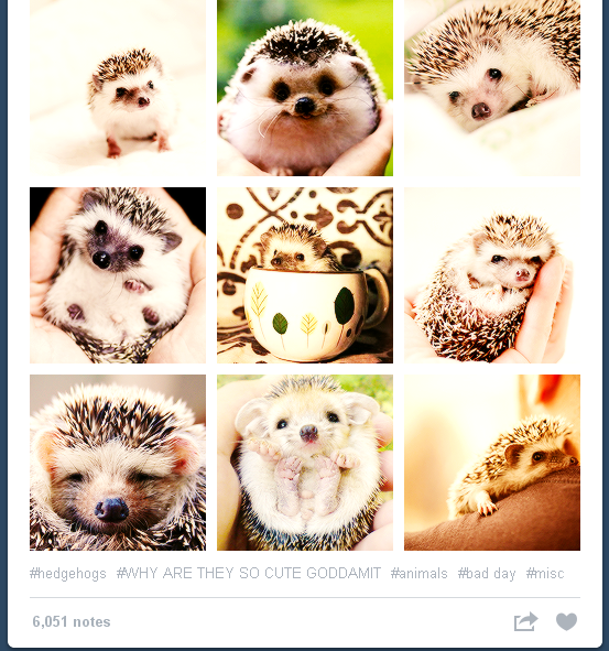 OMG HEDGEHOGS.png