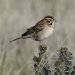 lark_sparrow_on_cactus_crop_adj_150dpi_GSC5051.jpg