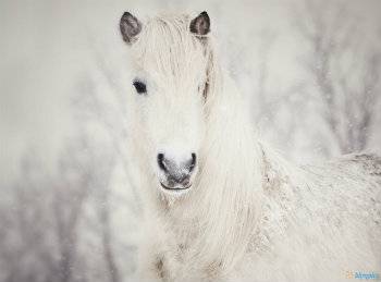 white_horse_in_the_snow-1600x900.jpg
