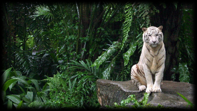 tiger.png