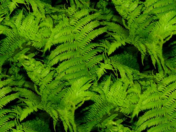 ferns_600.jpg