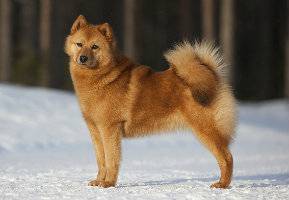 finnish_spitz_0006.jpg