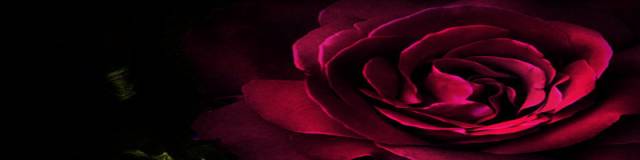 rsz_rose_by_ali_koyote-d4huy9u.jpg