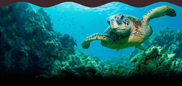 Turtle.jpg