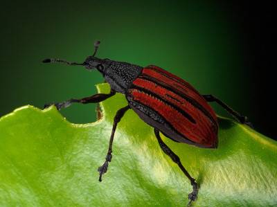 gloom_beetle_400.jpg