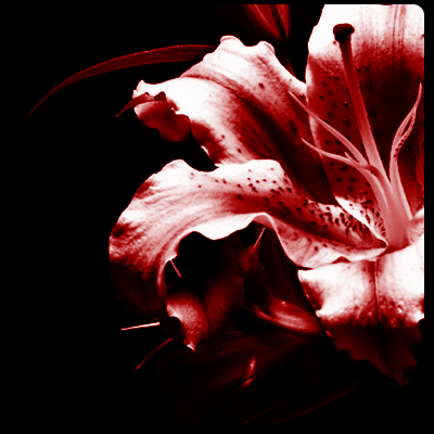 Untitled-1.png