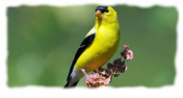 Finch1.jpg
