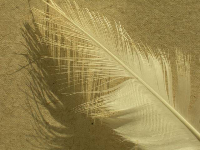 806518_15349366.jpg