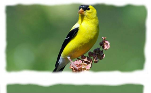 Finch1.jpg