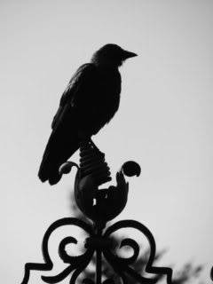 Raven_by_Fynal666.jpg