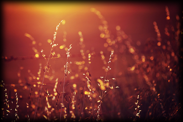 orangegold.png