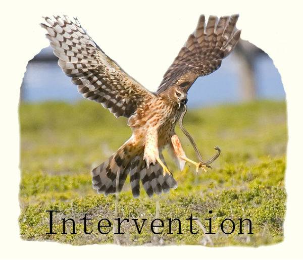 Hawk2.jpg