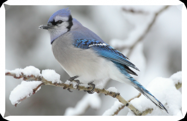 Bluejay.png