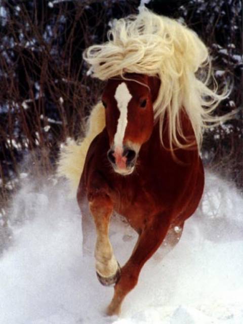 Rue's Horse.jpg