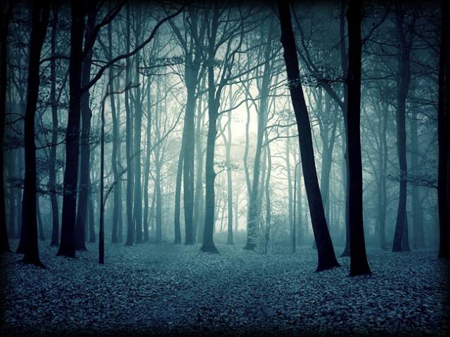forest.png
