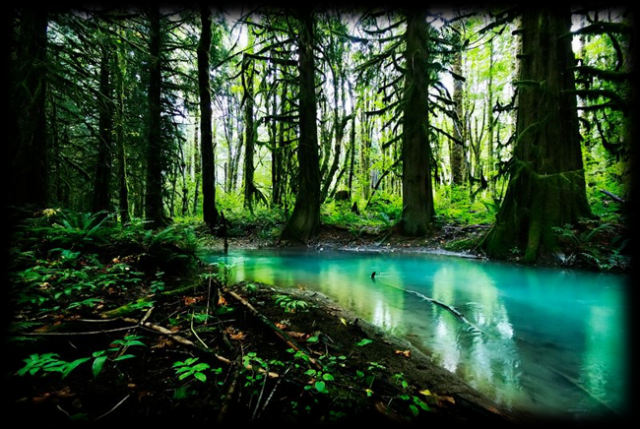 swampforest.png