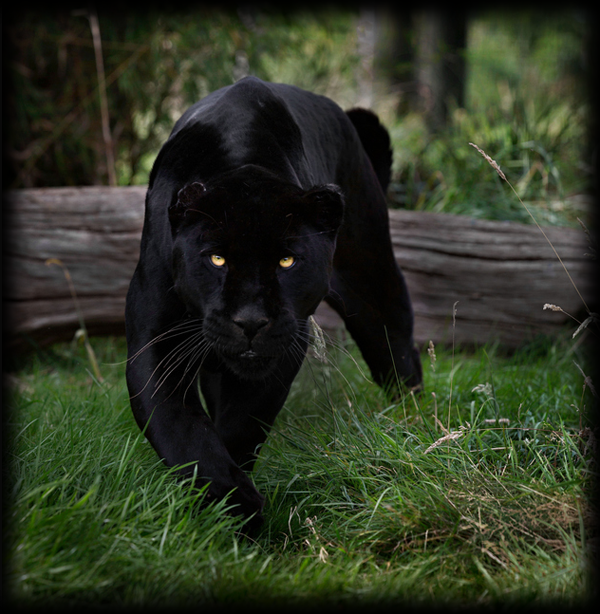 jaguar.png