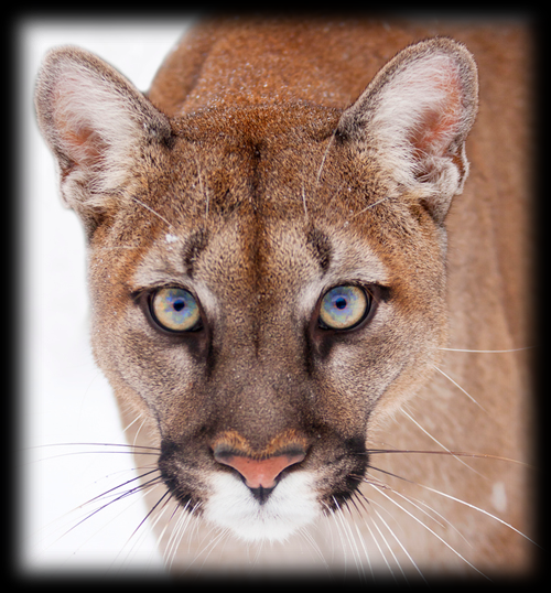 cougar.png