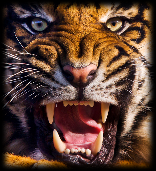 tiger.png