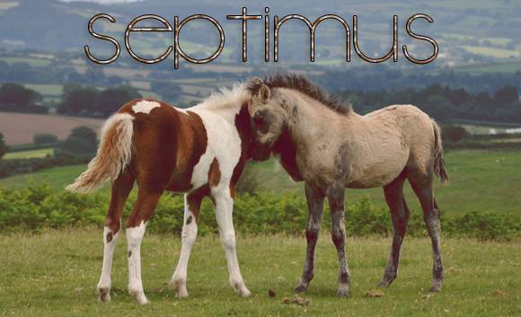 septimus.jpg
