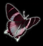 zergstock - butterfly beab2.png
