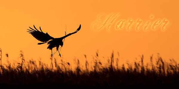 Harrier1.png