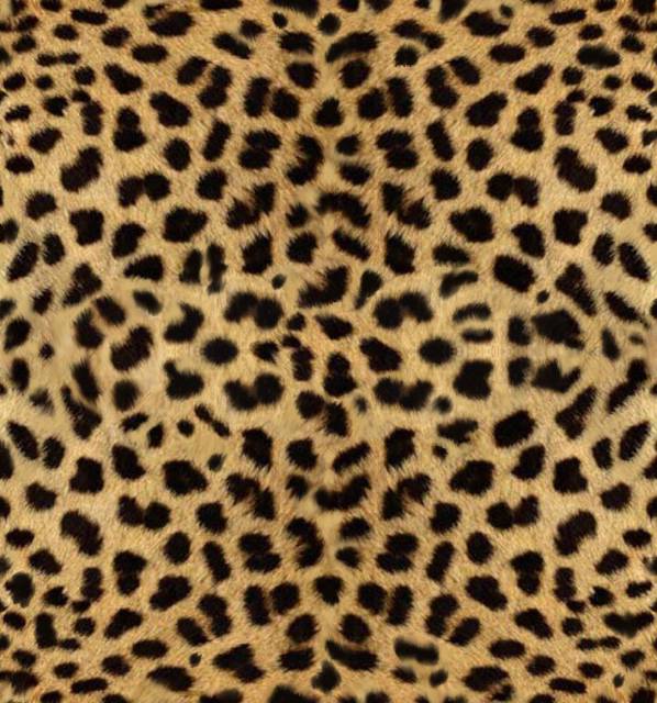 cheetah1.jpg