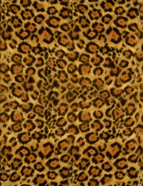 jaguar2.jpg