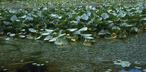 Lillies.jpg